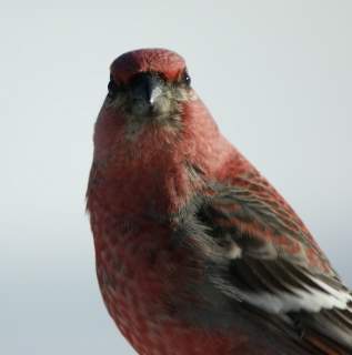 PineGrosbeak
