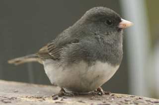 junco