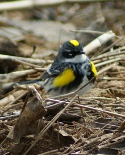 Yellow-rumped warbler