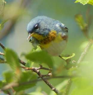 parula