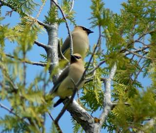 waxwings