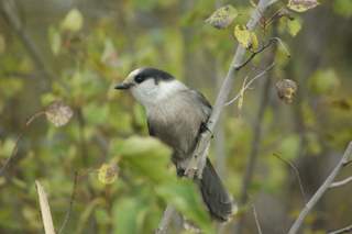 gray jay