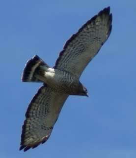 hawk