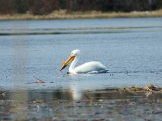 pelican