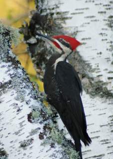 pileated